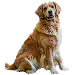  Dog Taglia: 3XL