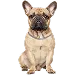  Dog Taglia: L