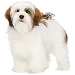  Dog Taglia: M
