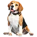  Dog Taglia: XL