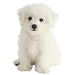 Dog Taglia: XS