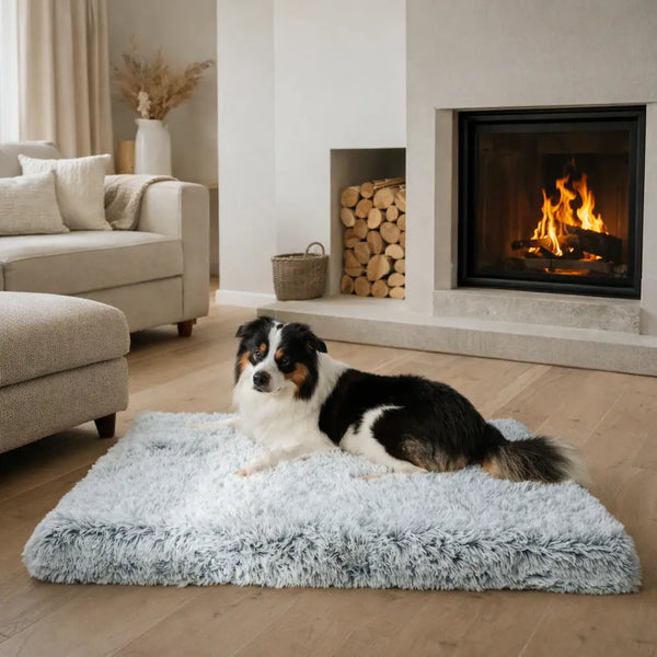 Il tuo cane ha il sostegno di cui ha bisogno?