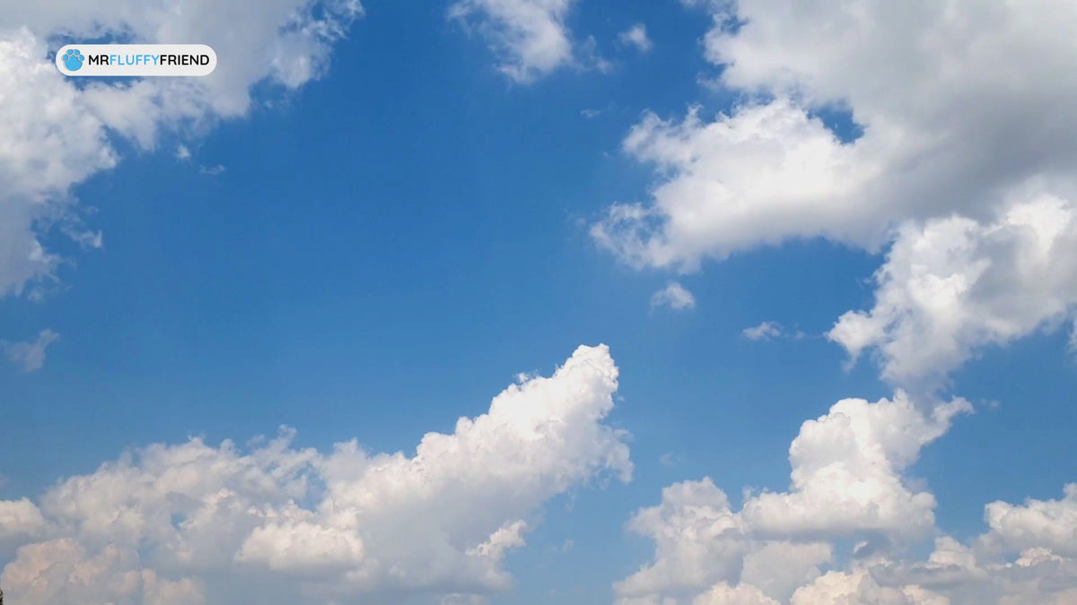 Carica il video: 